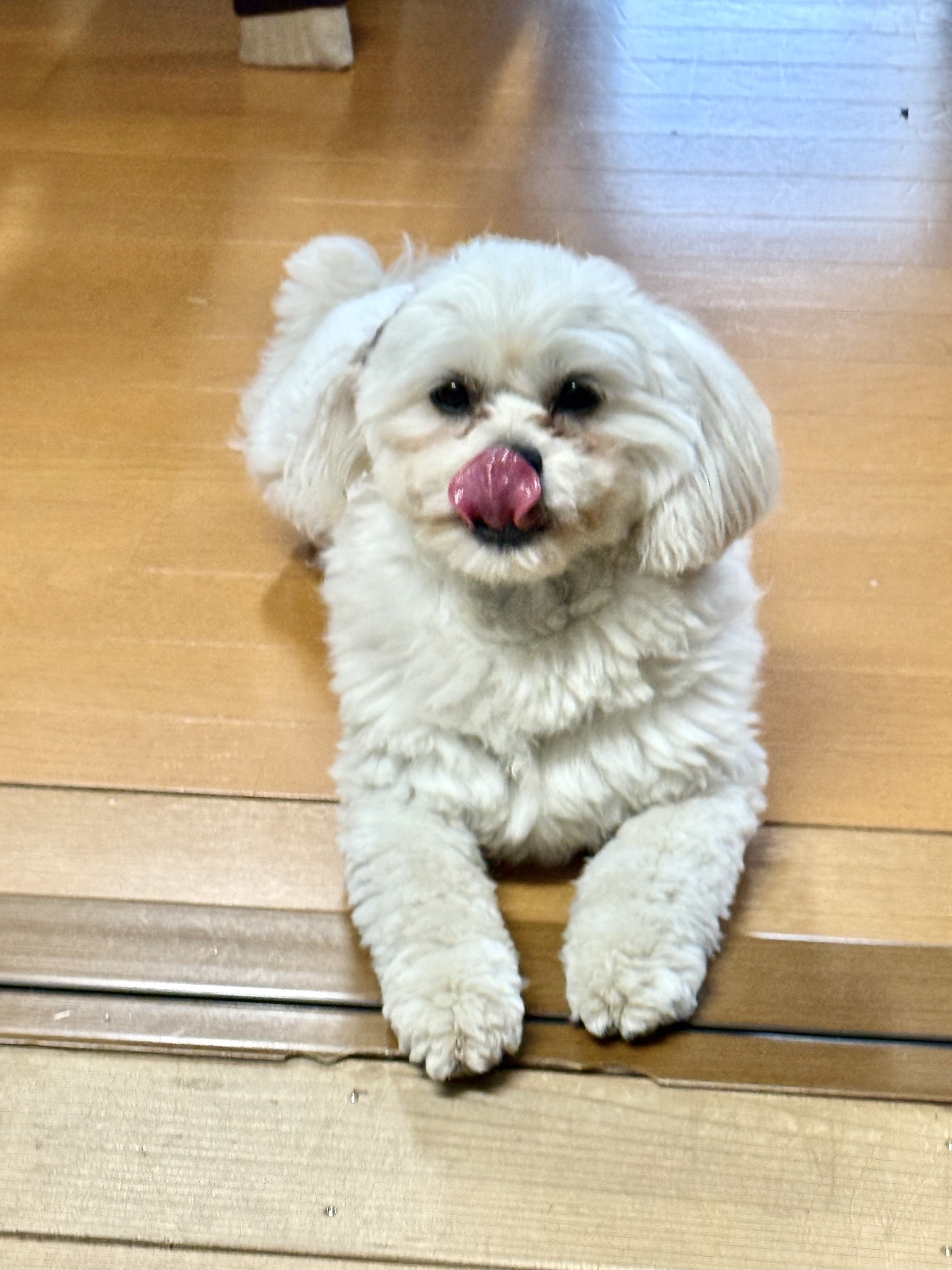 看板犬