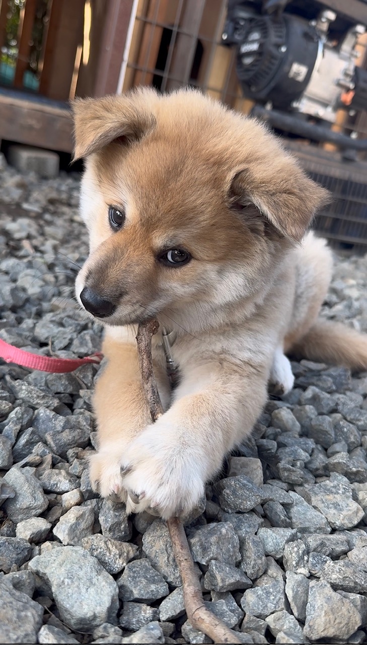 ニューフェイス。